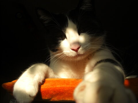 S&uuml;&szlig;er Hauskater chillt