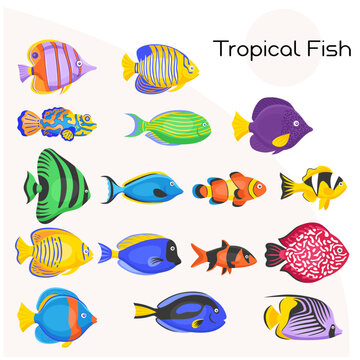 Tropical fish vector icon set, fish, sea, water, animal, aquarium, ocean, tropical, underwater, cartoon, illustration, vector, nature, marine, animals, life, swimming, fishes, aquatic, set, color