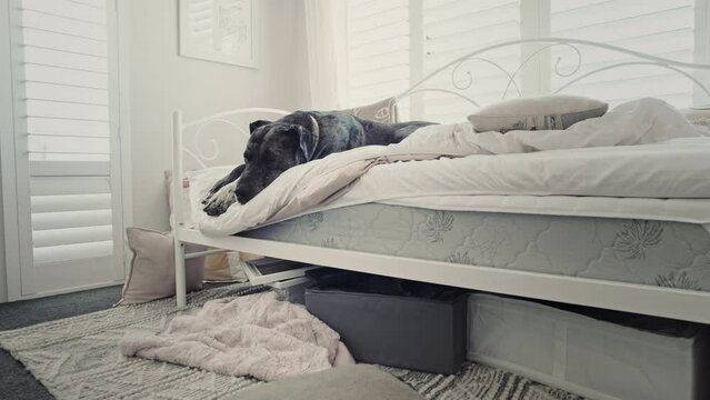 Serene and heartwarming sight of a Great Dane dog peacefully sleeping on its comfortable bed. Dog enjoys a blissful nap