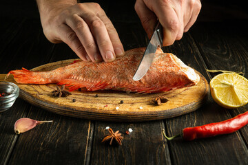 The cook prepares fresh Sebastes fish. Preparing to cook fish food. The chef cuts with knife a raw red fish