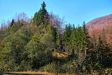 Autumn warm grace in a deciduous coniferous forest on a sunny day
