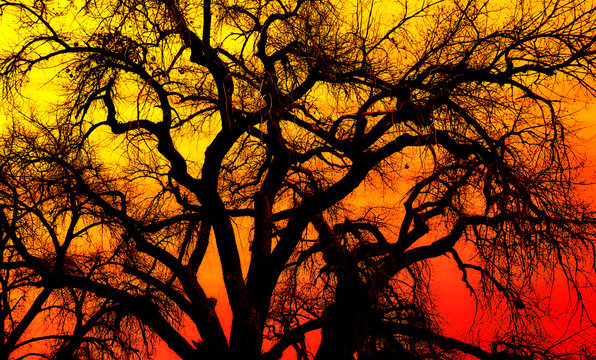 Tangled branches of a huge cottonwood tree at dusk