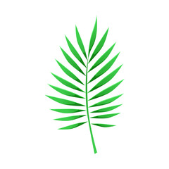 Tropical leaf. Decoration foliage in cartoon style. Vector illustration isolated on white.