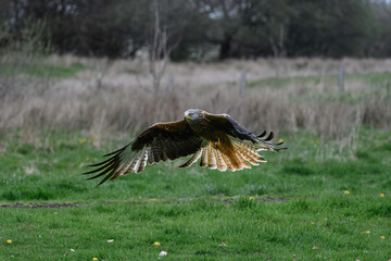 Red Kite landing