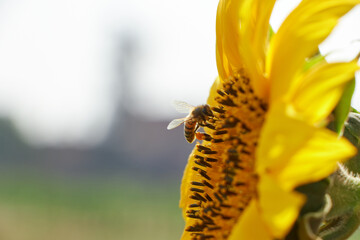 honey bee pollinating sunflower plant on sunny day in spring time