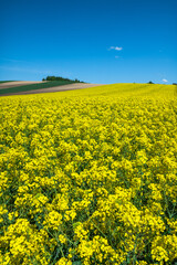 Yellow rape blooming in farm field, rolling hills and blue sky. Agriculture rural landscape