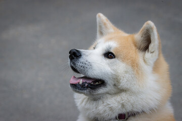 Akita female dog close-up portrait with a grey background. White and ginger fur female dog with open mouth.