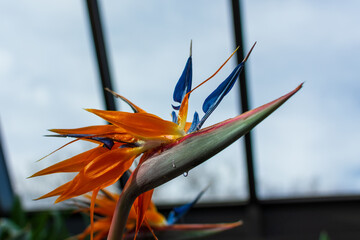 Beautiful Bird of Paradise flower (Strelitzia reginae) isolated in a greenhouse with sap dripping