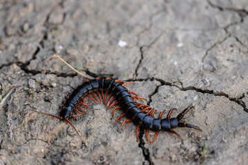 Scolopendra Cingulata, commonly known as the 