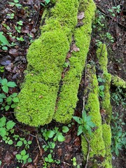 Mossy logs on the ground