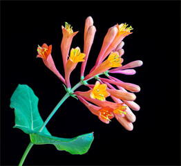 Macro view of trumpet honeysuckle