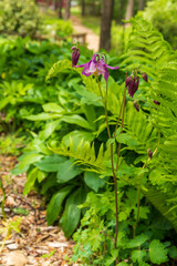 Obraz na płótnie Canvas A single purple columbine flower blooms alongside a woodchipped path in a beautiful garden.