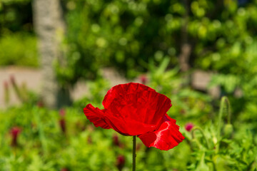 Poppy flowers or papaver rhoeas poppy in garden, spring on a warm sunny day, with a green garden behind. Horizontal format.