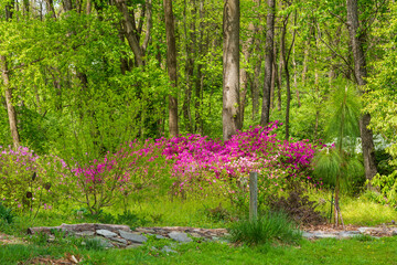 Colorful azaelas in bloom in a spring forest.