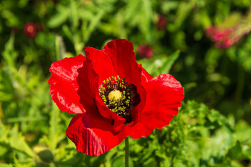 Closeup of a vibrant red Poppy flower