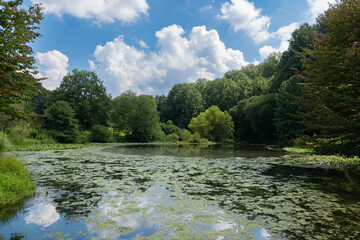 A peaceful pond surround by lush green foliage reflecting a blue sky with white puffy clouds.