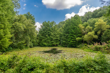 Fototapeta na wymiar A lush green lilypond surrounded by green trees under a beautiful blue sky with puffy clouds. Peaceful scene.