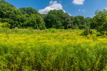 A meadow of yellow and pink flowers lined with green trees under a blue sky in the late summer.