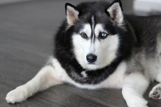 Alusky price cheap