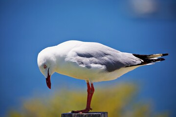 Nahaufnahme Möwe am Boden