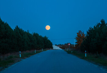 moon in the forest
