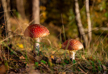 fly agaric mushroom