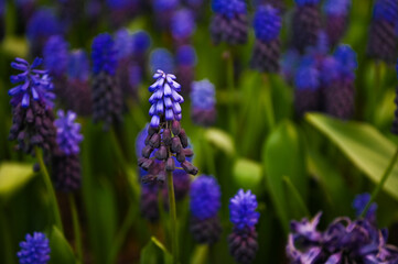 Obraz premium Have a good mood in Tulip farm