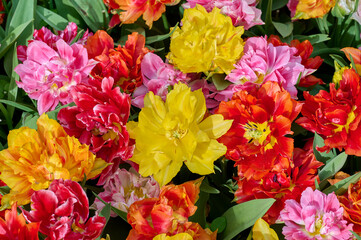 tulip murillo mixed, red, yellow, pink, and green leaves