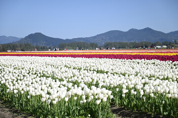 Have a good mood in Tulip farm
