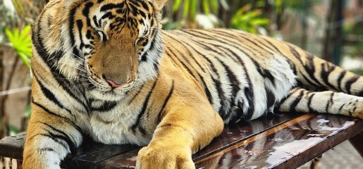 Very Beautiful Tiger