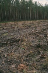 Concept of deforestation and environmental damage in the forests of Europe. Area of illegal deforestation.