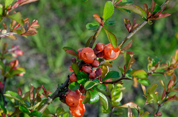 red berries on a tree