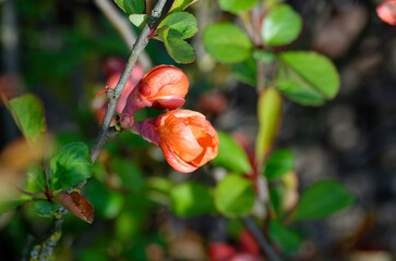 wild rose hips