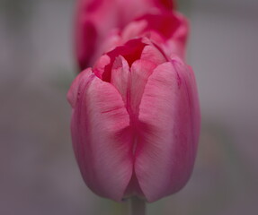 Tulpen, strahlend rot