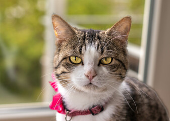 Adorable domestic cat in a window