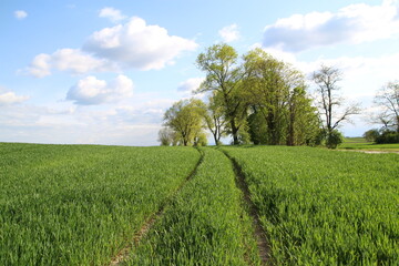Fototapeta na wymiar pole pszenicy