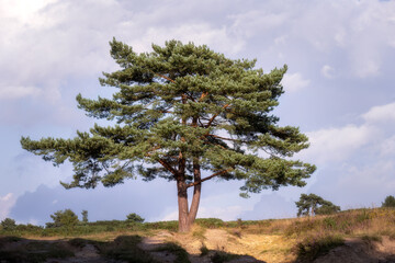 Fototapeta na wymiar Scots pine tree in Ashdown forest in summer, East Sussex, South of England