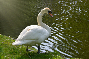 White mute swan stands on the green spring  grass under the sunlight near the water of park pond.