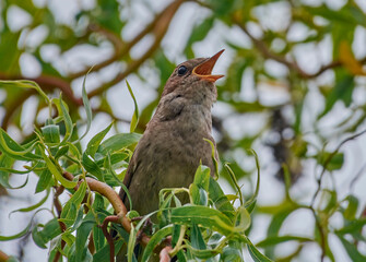 The Eastern nightingale sits and sings on a branch
