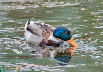 A drake swims on a pond