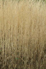 Dry grasses background 