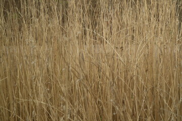 Dry grasses natural background 