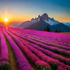 lavender field in region