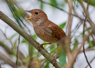 The Eastern nightingale sits and sings on a branch