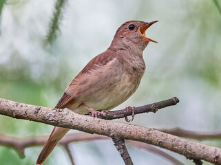 The Eastern nightingale sits and sings on a branch