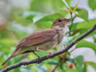 The Eastern nightingale sits on a branch