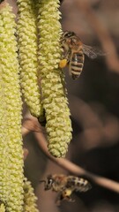 pszczoła na leszczynie #5