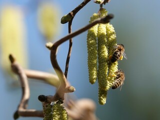 pszczoła na leszczynie  6 © Artur