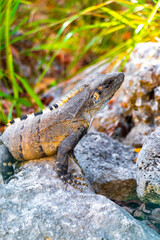 Iguana on rock tropical jungle Playa del Carmen Mexico.
