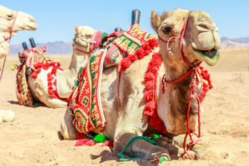 Harnessed riding camels resting in the desert, Al Ula, Saudi Arabia